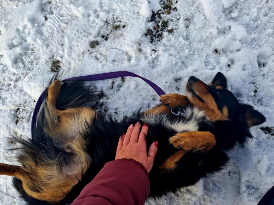 Mały i kochany Cedrik- pokochaj go