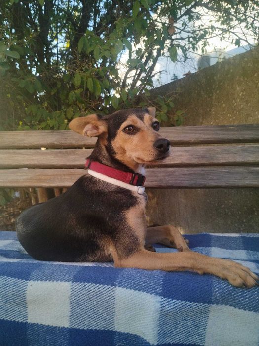 LILLE (Fêmea, 2 Anos, 7Kg) - Para Adoção