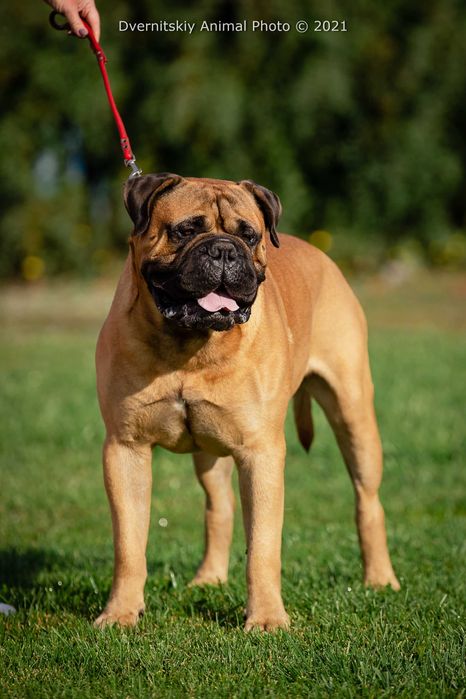 бульмастиф парень