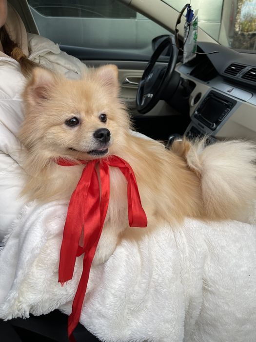 Померанські шпіци — Маленькі моделі для обіймів