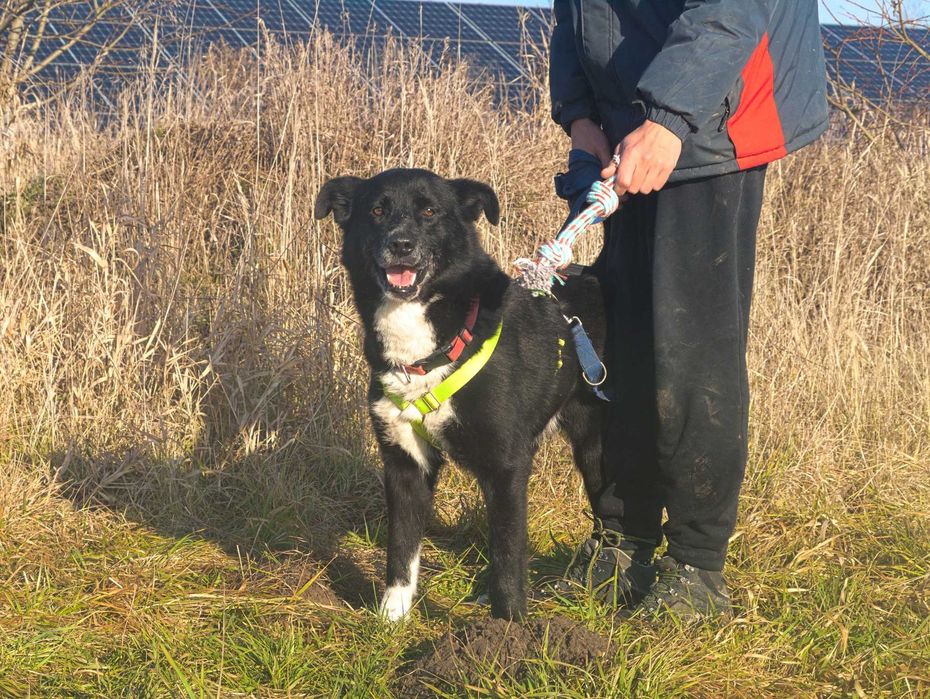 Power - uroczy, energiczny psiak dla aktywnego opiekuna - adopcja.