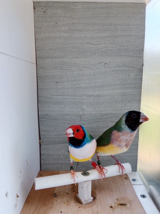 Diamantes de gould
