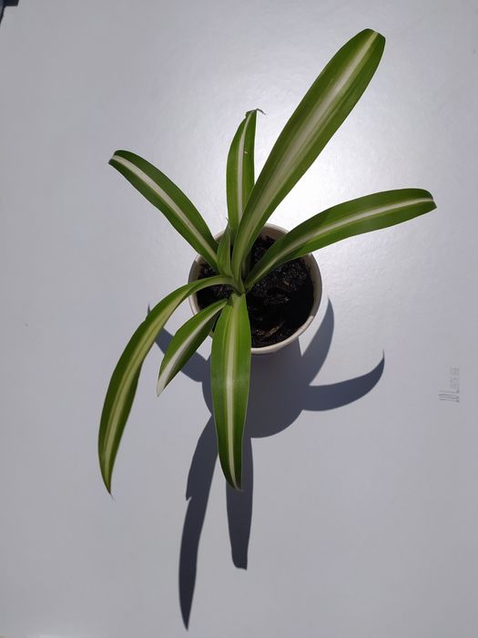 Clorofito (Planta Aranha)