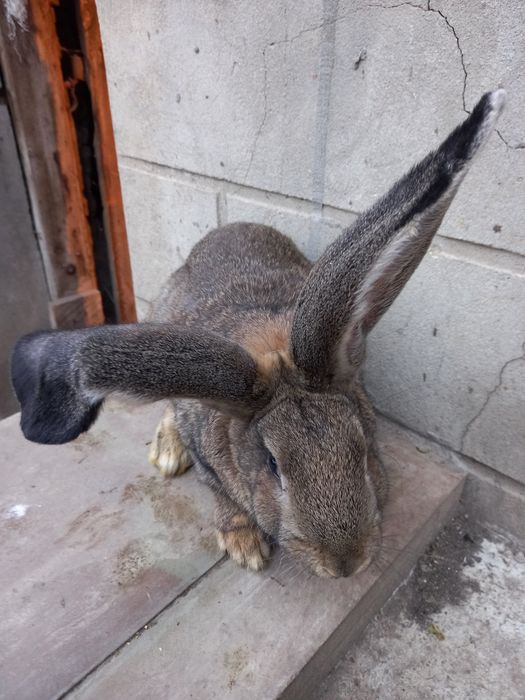 Продам кролі молоді.