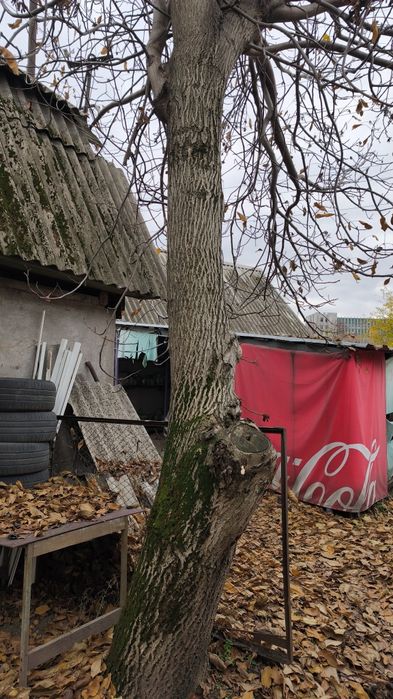 Продам орех дерево. Самоспил, самоаывоз