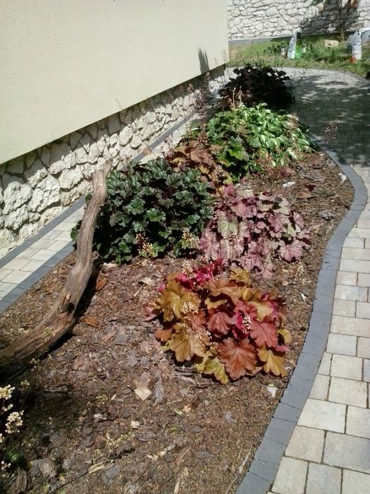 Zurawka ozdobna sadzonki - kilka odmian, kwiaty ogrodowe, rabatowe