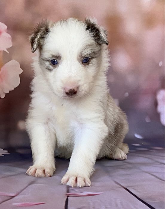 Border Collie chłopiec AMOR