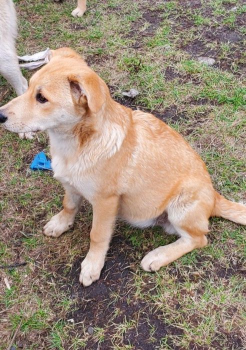 Прилаштовуються в добрі руки