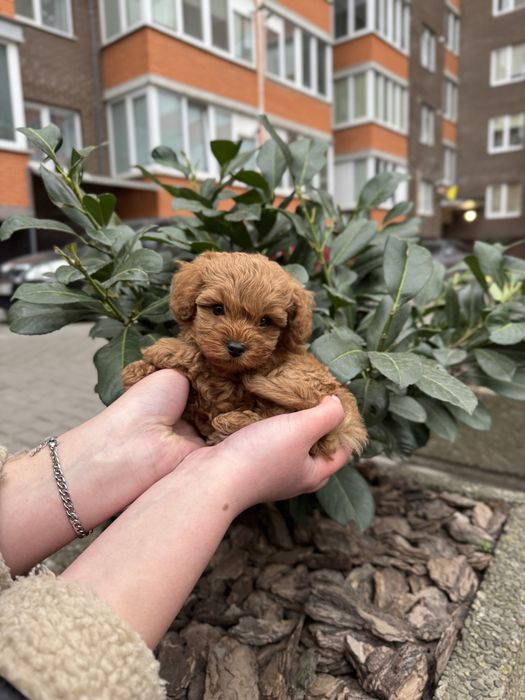 Лялькові Мальтіпу Ф1/Ф2