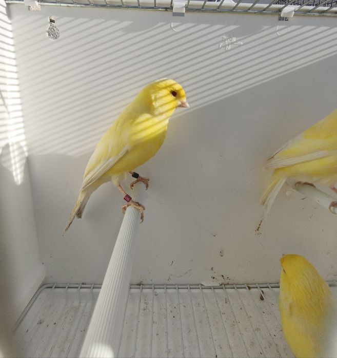 Vendo canários amarelos