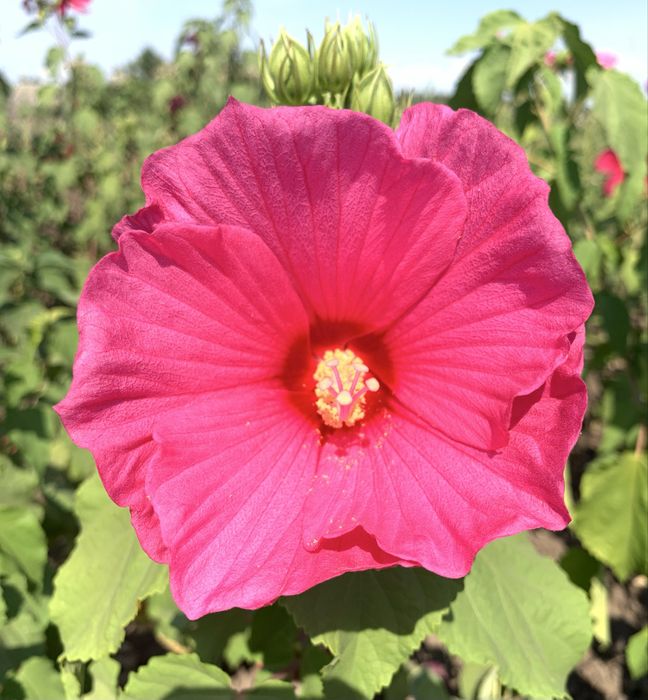 Гібіскус трав'янистий, болотный (Замовите мікс 5 - шостий безкоштовно)