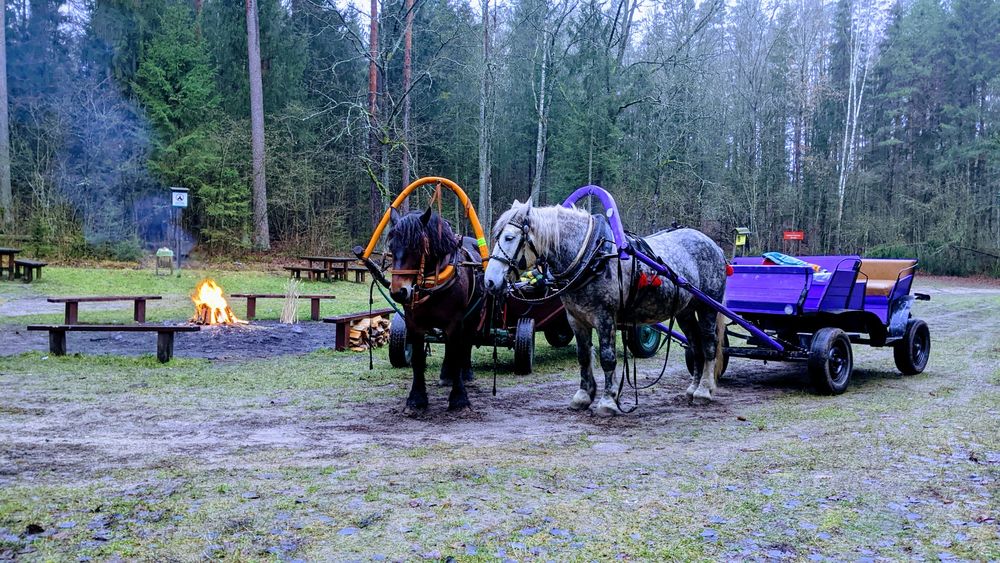 KULIGI ! OGNISKO ! zaprzeg konny !