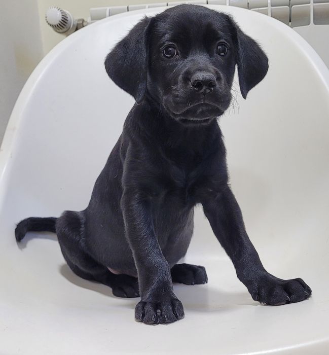 Labrador femea bebé