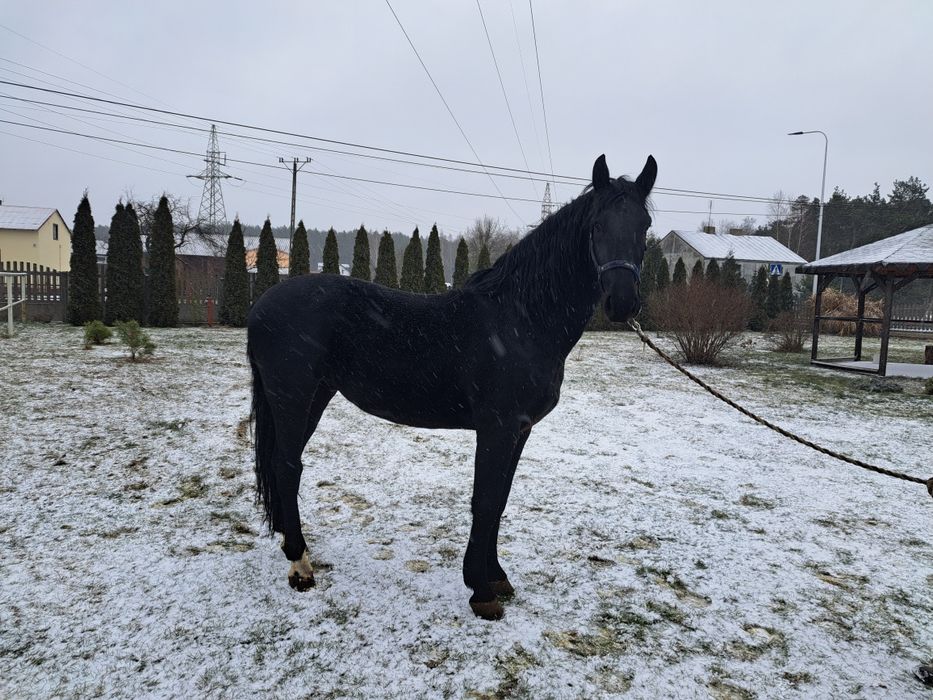 Sprzedam Ogiera Śląskiego