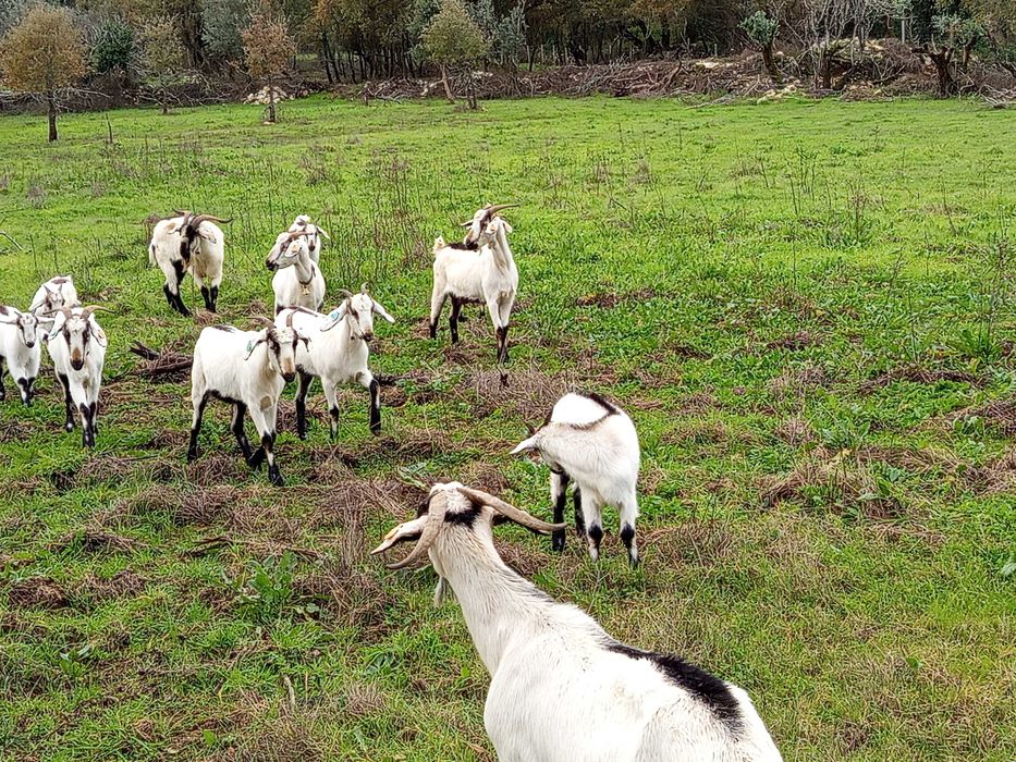 Cabritos raça serpentina