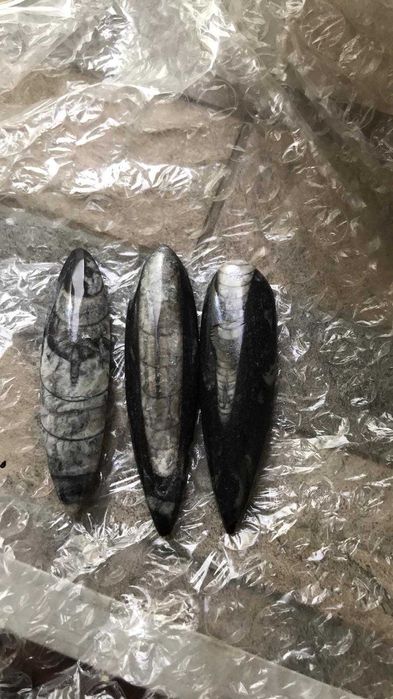 Скам"янілості ортоцерасс,амоніт,септарія,брахіопода,трилобіт