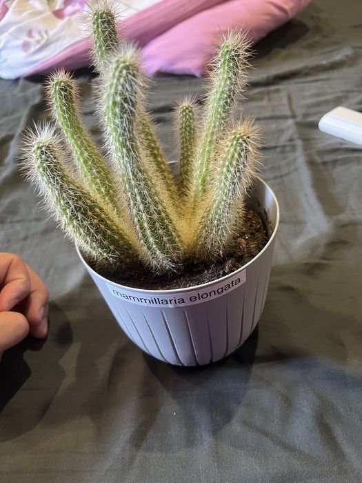Kaktus  mammillaria elongata