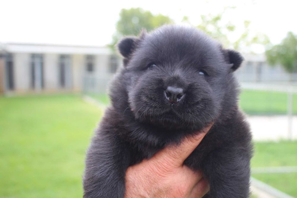 Cachorro Chow-Chow com LOP