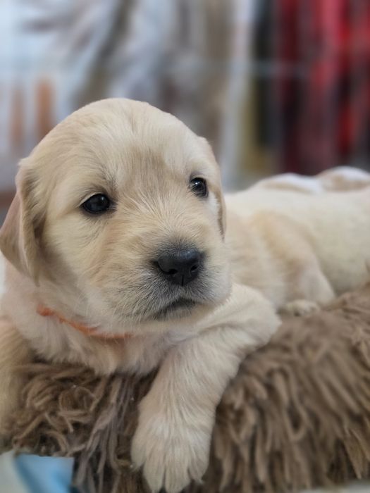 Golden Retriever -domowa hodowla
