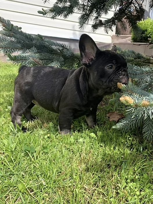 Хлопець француз.