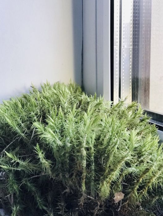 Живий та сухий мох для тваринок та декору.