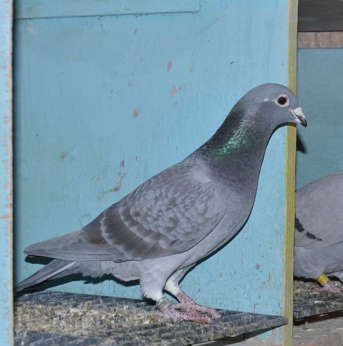 gołąb samiczka 40 konkursów