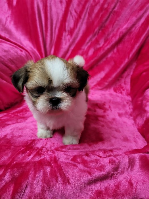 Excelente fêmea pequenina