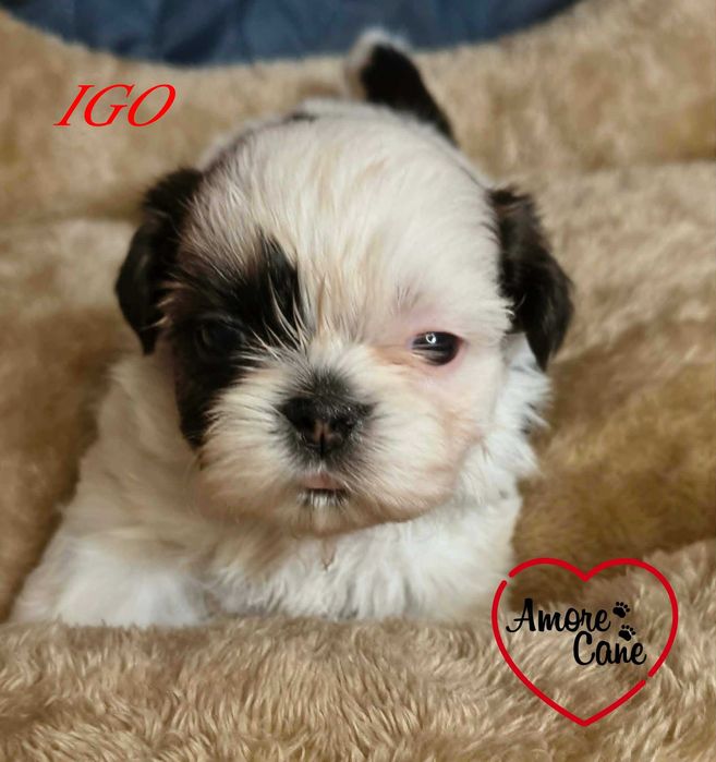 Przepiękny piesek shih-tzu IGO.