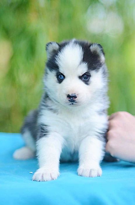 Кобель сибирский хаски. КСУ. Вязка