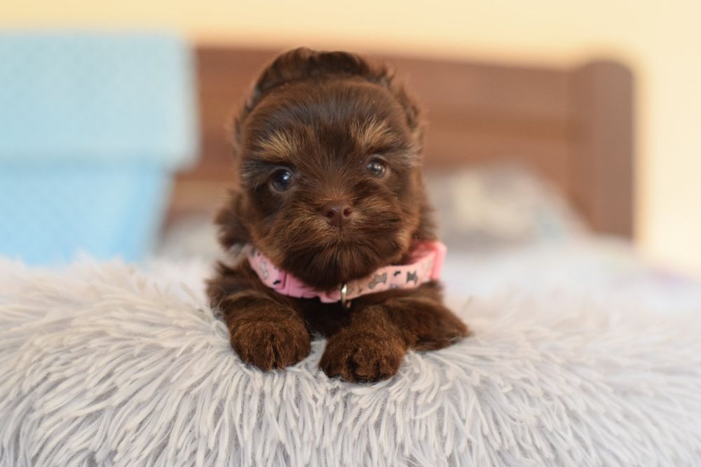 Малютка шоколадний йорк. Кольоровий йорк цуценята відкриті до продажу.