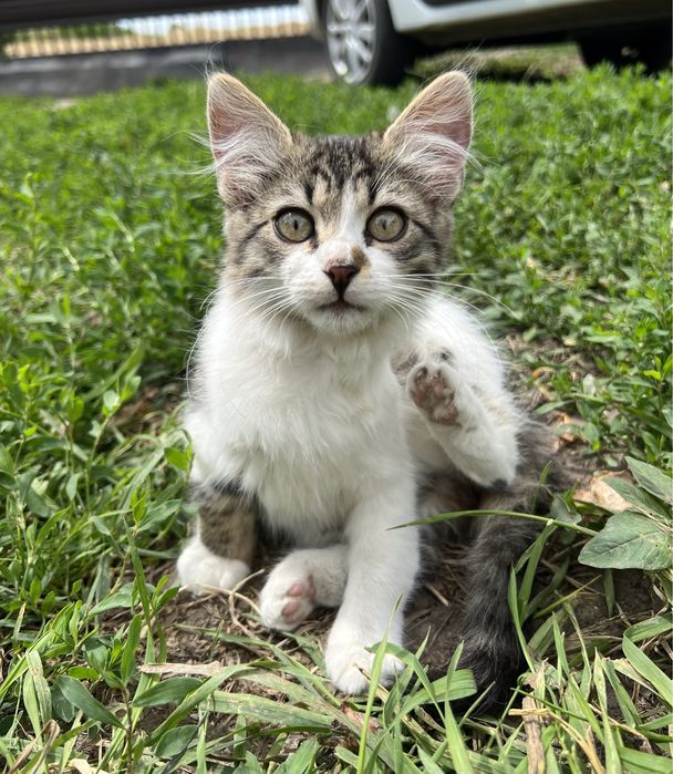 Кошенята в люблячі руки