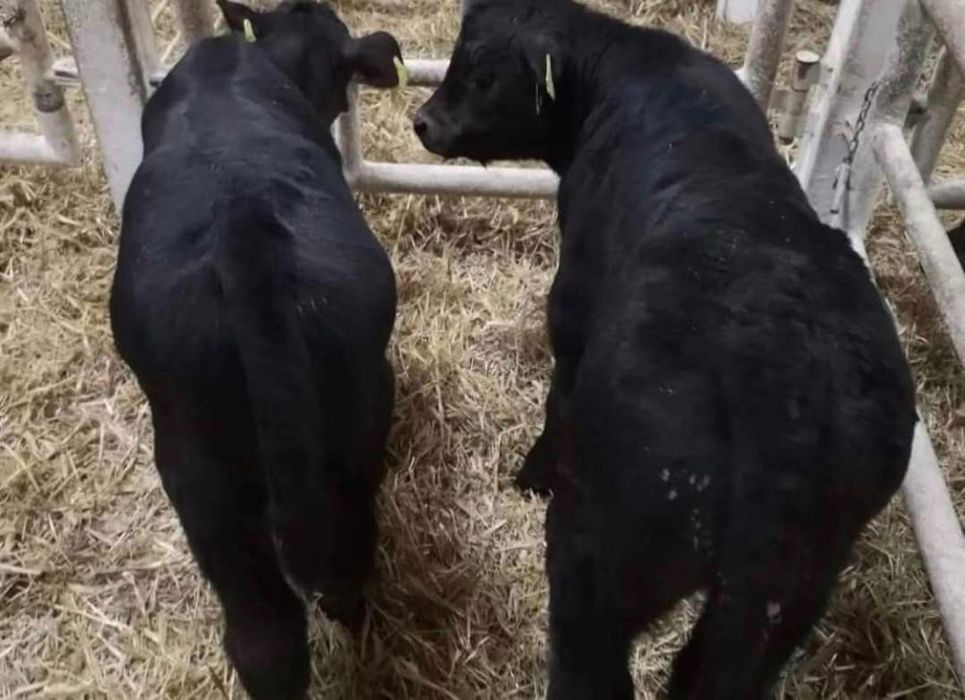 Cielęta mięsne LM SM NBC – świeża dostawa