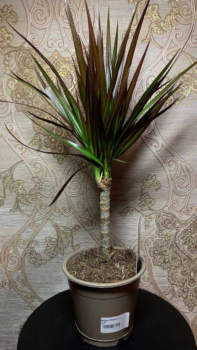 Драцена Маргината (magenta)