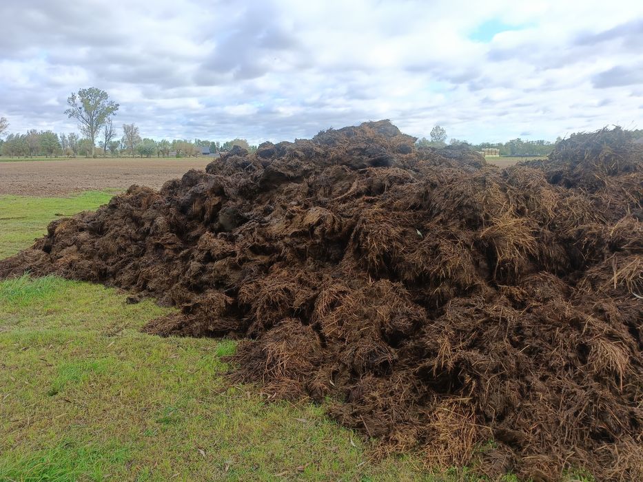Obornik bydlęcy duże ilości