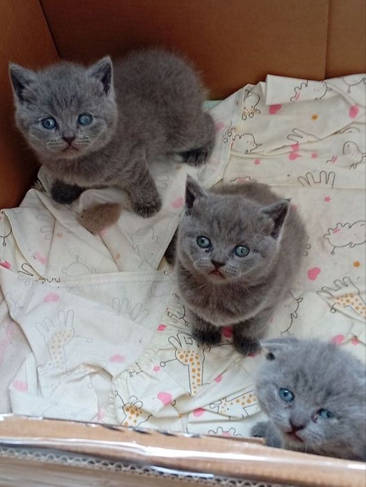 Шотландські котенята