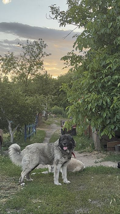 Цуценята хлопчики Кавказької Вівчарки