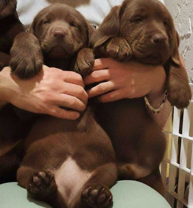 Шоколадки з документами КСУ-FCI