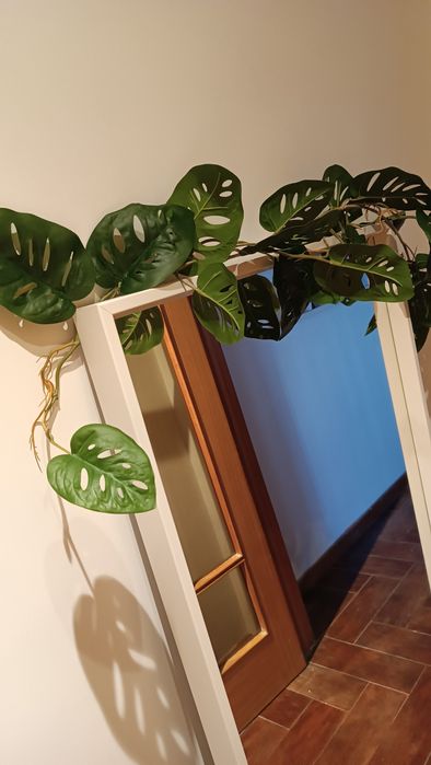 Costela de Adão/era para decoração