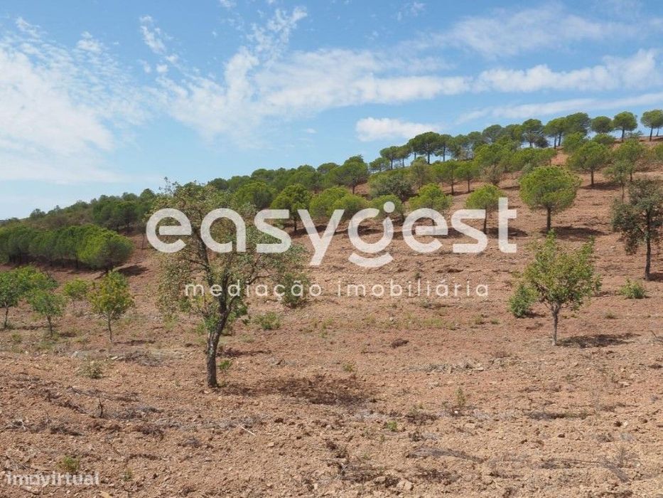 Terreno agrícola com pinheiros, oliveiras e sobreiros em Atalaias