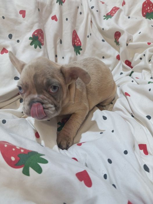 *Buldog francuski piesek przepiękny  już do odbioru