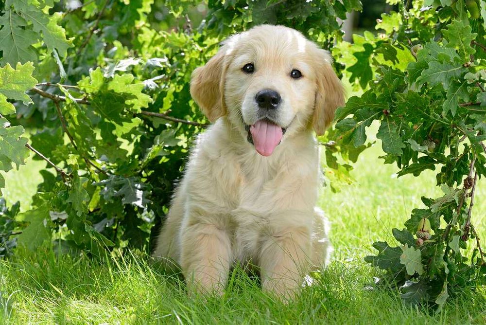 golden retriever szczeniak