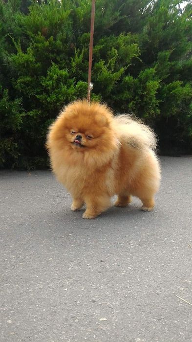 Вязка .Померанский шпиц.