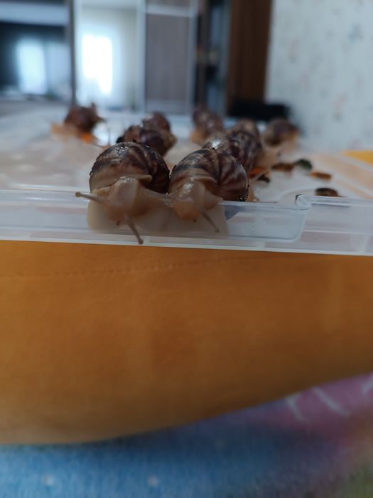 Равлики Ахатини Віддам