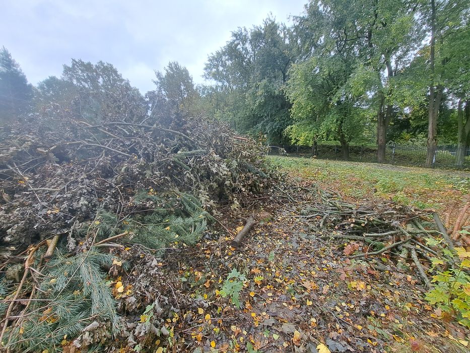 Drewno, gałęzie - dąb, sosna