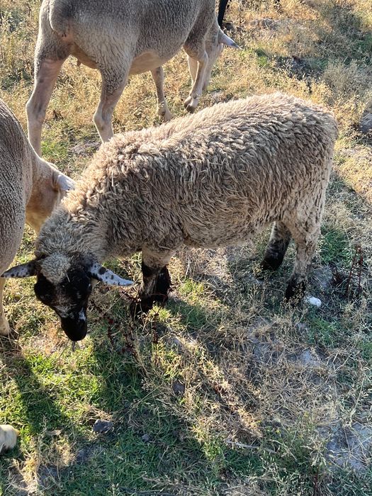 Macho filho de suffolk puro