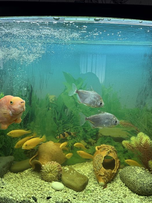 Продам акваріум з рибками