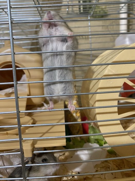 Продам джунгарських хомʼків