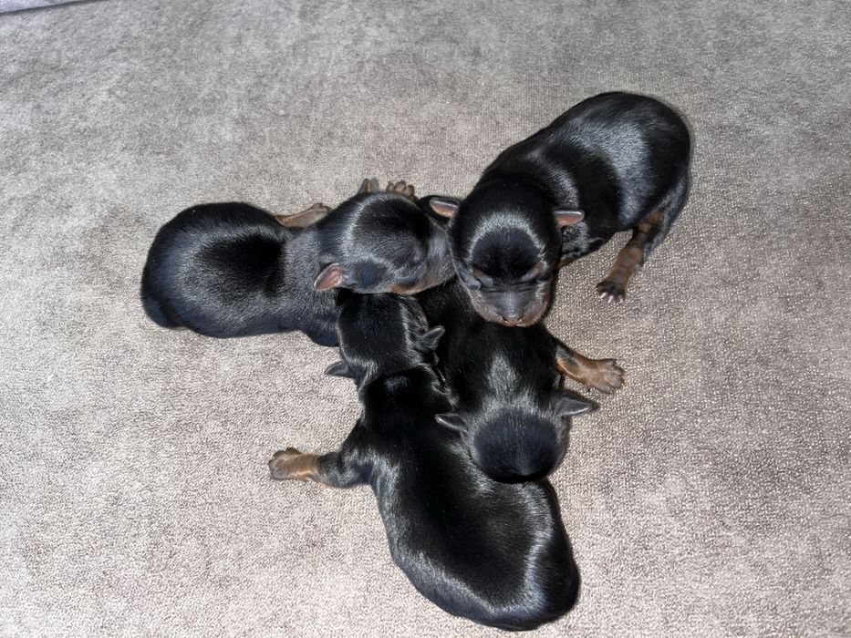 Цуценята міні-йорки бронювання