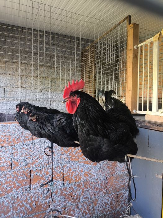 Ovos galados de Jersey gigante