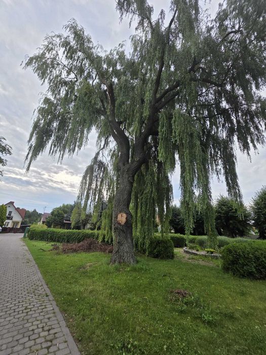 GreenAxe – wycinka drzew i porządkowanie działek